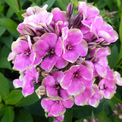 Vlambloem Flox Phlox Paniculata Aureole Vaste Planten Planten