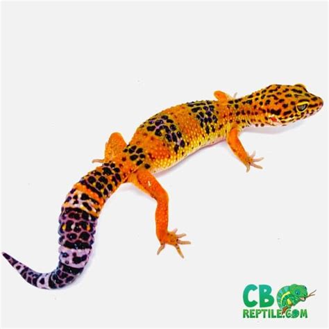 leopard gecko care sheet | learn leopard gecko care information