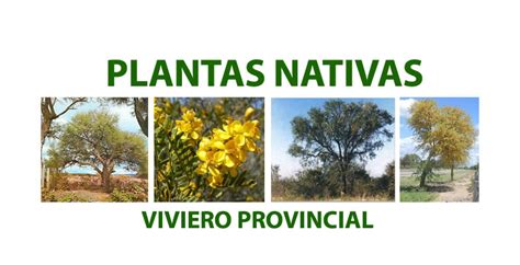 Viviero De Plantas Nativas