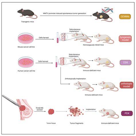 Cancers Free Full Text Recent Advancement In Breast Cancer Research