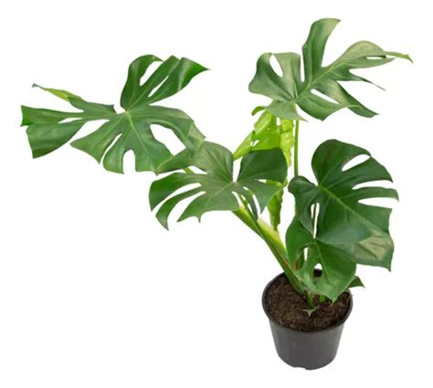 Costela De Ad O Monstera Deliciosa Grande P Planta Nat Mercadolivre