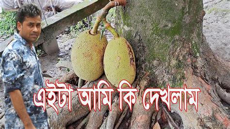 আমাদের জাতীয় ফলের কি অবস্থা আমার গ্রামের বাড়ি My Village Home Youtube