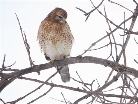 Ebird Checklist Feb Parc Du Centenaire Ct Roussillon