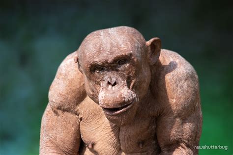 "Muscular Jambo The Hairless Chimp" by rawshutterbug | Redbubble