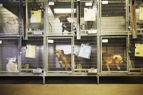 Can California’s Animal Shelters Support Pets and Their People? | KQED