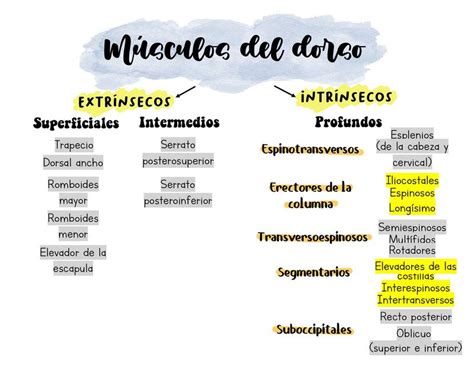 M Sculos Del Dorso Mapa Wendy Morales Udocz