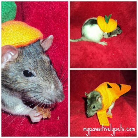 Halloween Costume Ideas for Small Pets