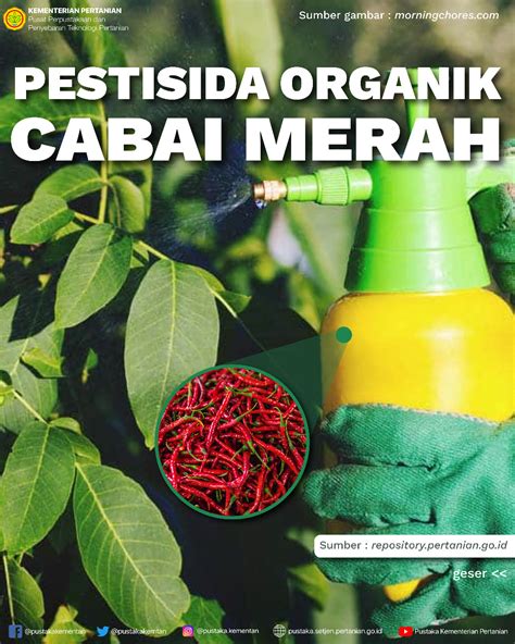 Pestisida Organik Cabai Merah