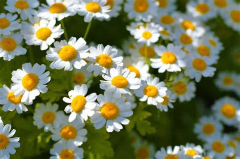 Feverfew Vs Chamomile Which Is Better Farmer Grows