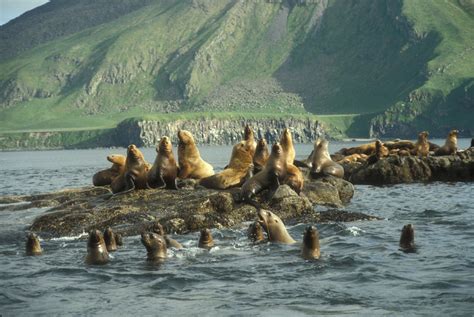 Sea Lion Amak Island Steller Sea Lion Haul Out Credit Ke Flickr