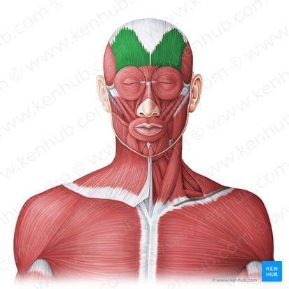 Das Menschliche Gesicht Anatomie Struktur Und Funktion Kenhub