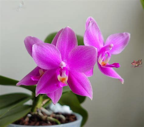 Фаленопсис Мики Флора (Phalaenopsis Miki Flora): особенности сорта ...