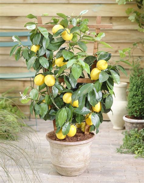 Eight Steps To Grow Meyer Lemon Trees In Containers In 2020 Meyer