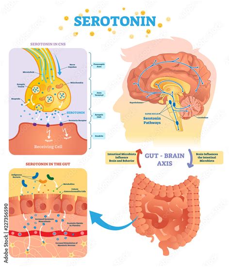 Vecteur Stock Serotonin Vector Illustration Labeled Diagram With Gut