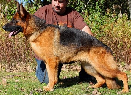 World Class AKC German Shepherd Puppies For Sale From Mittelwest