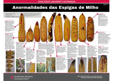20 Espigas De Milho Da Quantas Pamonhas