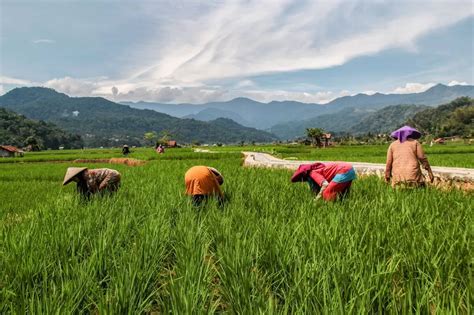 Bps Nilai Tukar Petani Juli Naik Persen Esensi