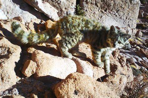 Gatos M S Raros Cient Ficos Fotograf An Madre Y Cachorro