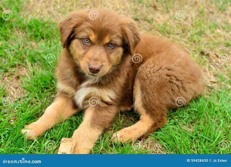 Red Tri Color Tricolor Australian Shepherd Puppy Aussie Stock Photo - Image: 59428430