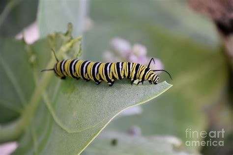 Large Striped Monarch Caterpillar on Milkweed Leaf Photograph by DejaVu Designs - Fine Art America