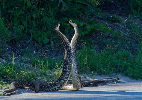 Land Conservation • Florida Wildlife Federation