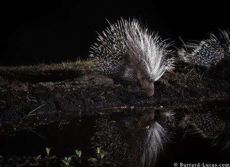 Porcupine Drinking - Burrard-Lucas Photography