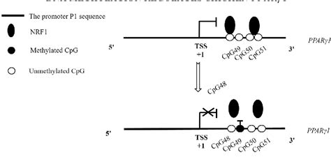 Figure 2 From Dna Methylation Promotes The Expression Of Pparγ Transcript 1 At Least In Part By