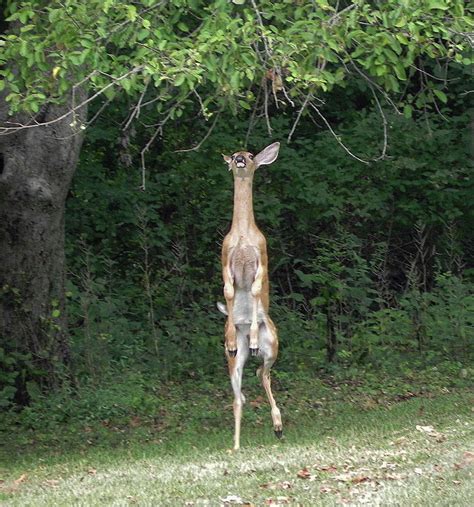 Deer Standing Photograph By Joanne Rungaitis Pixels