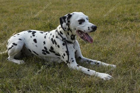 Female Dalmatian Dog — Stock Photo © Alexf 64 12216304