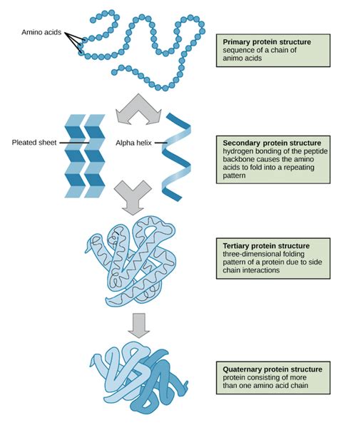 Protein Extraction Methods Biochain Institute Inc