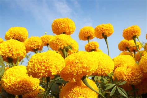 Do Marigolds Need Full Sun? - Conserve Energy Future