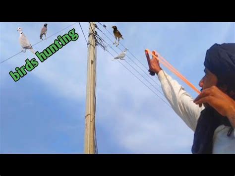 Birds Hunting With Slingshot YouTube