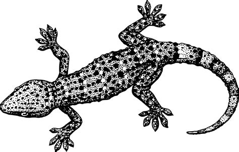 Clipart Gecko