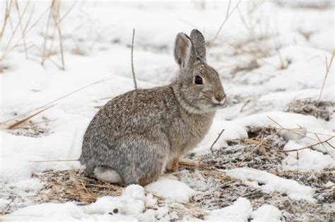 Cottontail Rabbit Facts Pictures Lifespan Behavior And Care Guide