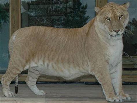 Hercules The Liger Has The Rights Obviously Liger