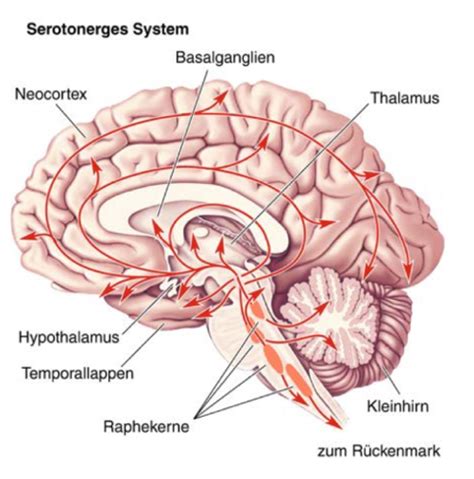 Biologische Psychologie VL 8 Transmitter Und Alzheimer Flashcards