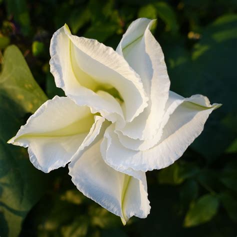 Moonflower Seeds The Seed Collection