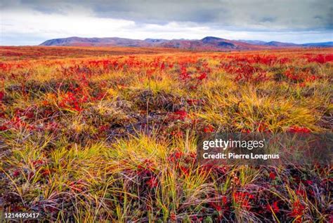 Canadian Arctic Tundra Photos and Premium High Res Pictures - Getty Images