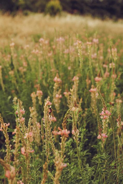 Lavender Flowers Photos, Download The BEST Free Lavender Flowers Stock ...