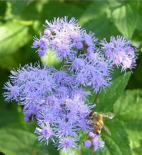 Blue Mistflower Seeds Conoclinium Coelestinum Wild Ageratum