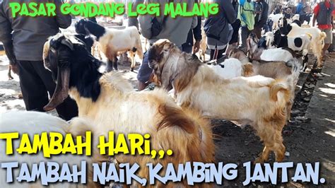 Update Harga Kambing Jantan Pagi Ini Di Pasar Hewan Gondang Legi