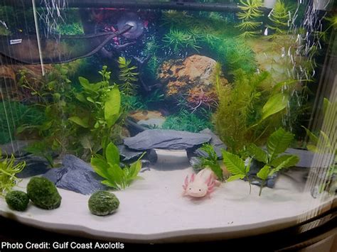 Spiffy Pet Products Axolotl Tank Axolotl Axolotl Pet Atelier Yuwa