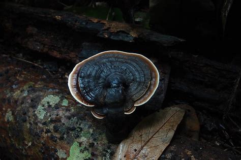 Pa Ganoderma Boninense Ganoderma Boninense Same Sp Flickr