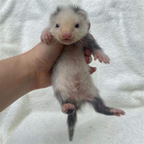 Ferrets For Sale Online Find Your Playful And Lively Companion