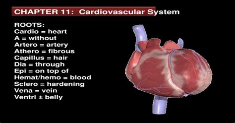 Chapter 11 Cardiovascular System