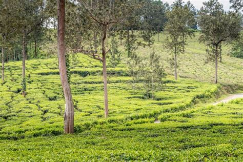 Tea Gardens At Wayanad At Its Best Stock Photo Image Of Asiatic