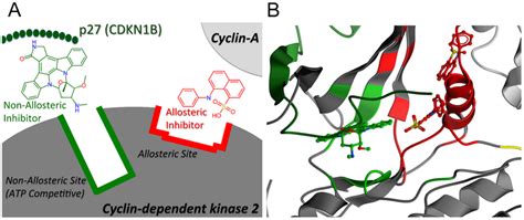 The Concept Of Multiple Binding Sites On A Single Protein Visualized