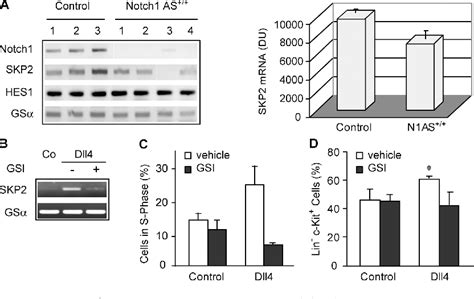 Figure From Notch Modulates Timing Of G S Progression By Inducing