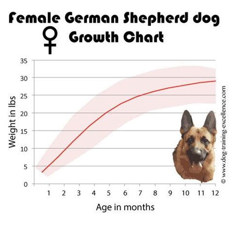 Gsd Growth Chart German Shepherd German Shepherd Facts Female