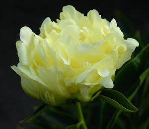 Желтые пионы: пион лимон шифон, фото, сорта желтых пионов с названиями ...